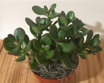 Live Jade Plant - Crassula Ovuta - 2", 4" and 6" Pots Available - Lucky, Friendship, Money, Bonsai, Good Luck, Birthday, Gift