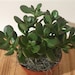 see more listings in the Additional Plants section