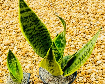 Variegated Sansevieria Trifasciata Laurentii - Snake Plant, Mother-In-Law's Tongue - Housewarming, Gift, Home, Office