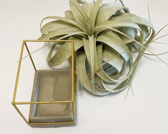 Narrow Concrete Rectangele Brass Wire Stand with Large Xerographica -  Live Plant Decor - Home, Office, Gift