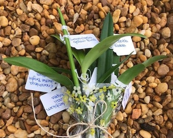 Bunch of Orchid Varieties - 6 Bare Root Live Plant Seedlings - Brassovola, Cattleya, Dendrobium, Phalaenopsis