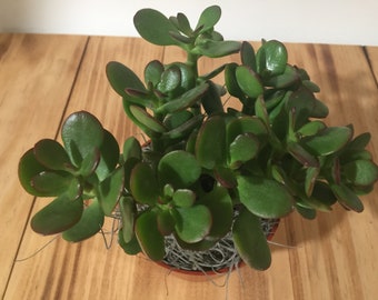 Beautifully carved good luck jade money tree etsy Beautifully carved good luck jade money tree etsy