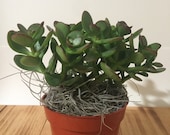 Live Jade Plant - Crassula Ovuta - 4 quot Pot - Lucky, Friendship, Money, Bonsai, Good Luck - FREE SHIPPING