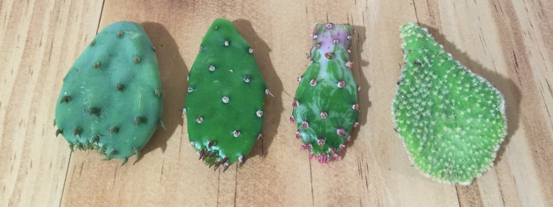 May include: Four green prickly pear cactus pads, each with a different pattern and texture. The pads are arranged horizontally on a wooden surface.