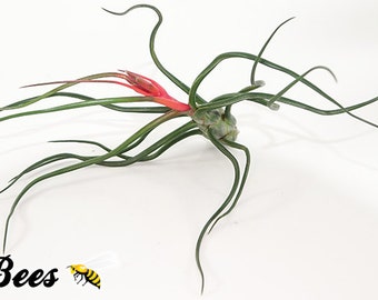 Large Bulbosa Belize Air Plant - Tillandsia Air Plant - Red Blooms