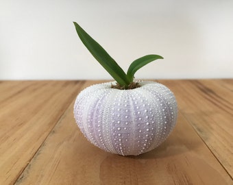 Orchid Urchin - Assorted Live Baby Plant - Cattleya, Dendrobium, Brassavola, Oncidium, Phalaenopsis, Encyclia, Enanthleya - GREAT GIFT !