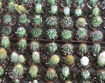 BULK TRAY of 50 Assorted Cactus Plants - 2" Pot Live Cacti Plant Variety Mix - Wedding Guest Favors, Thank You Gift, Event, Party