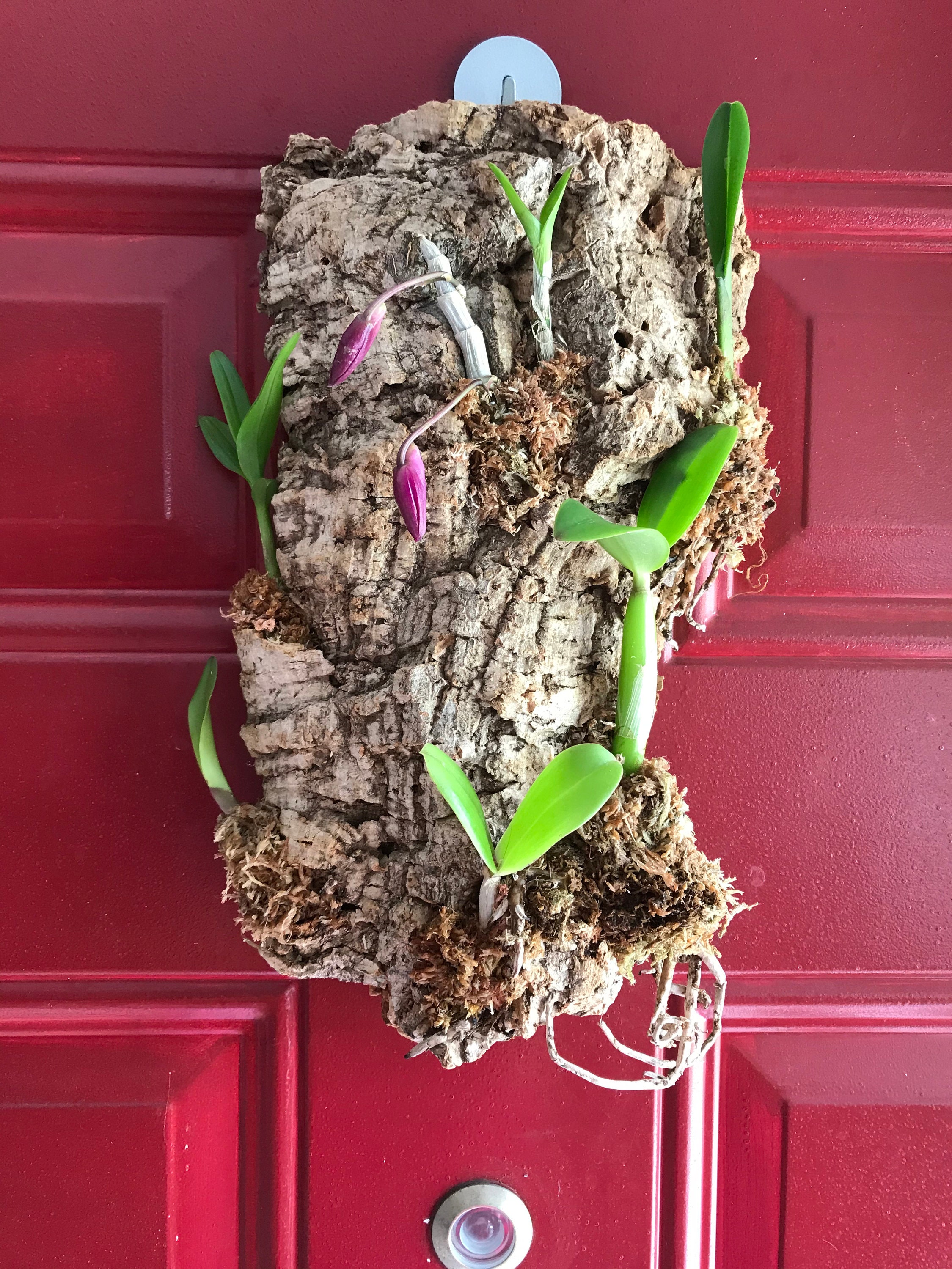 Cattleya Brassavola Dendrobium 3 Live Assorted Plants on Cork Bark