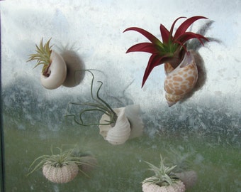 anthurium bouquet flowers Anthurium Bouquet main image 1
