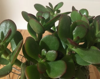 3 Live Jade Plant CUTTINGS- Crassula Ovuta - Lucky, Friendship, Money, Bonsai, Good Luck - Choose Your Size
