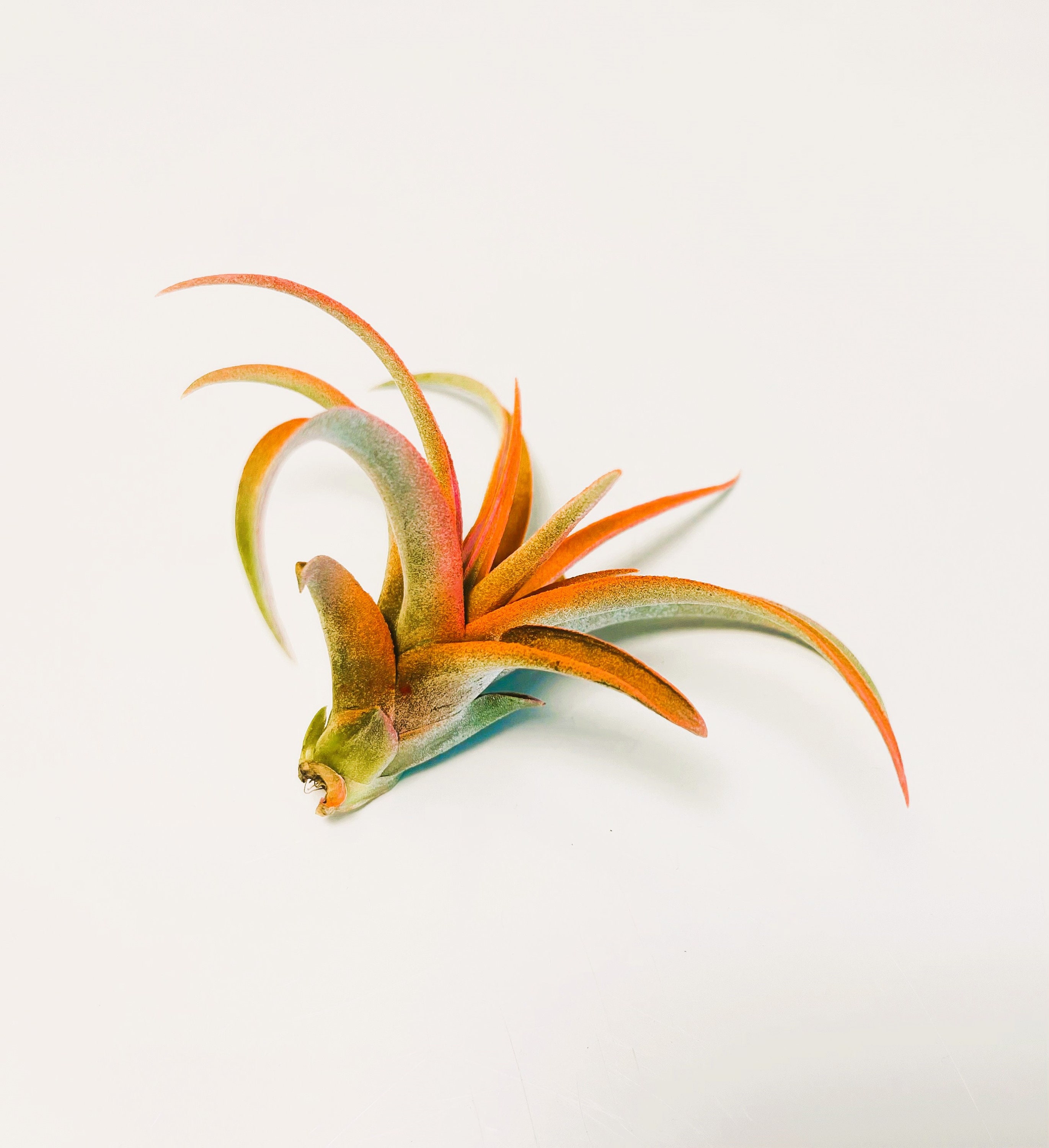 ブロメリア・エアープランツ Tillandsia ionantha Orange T'S