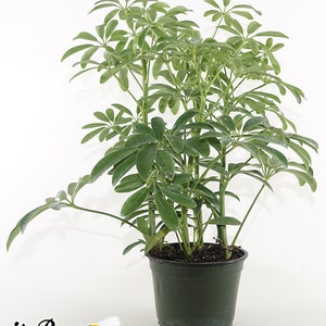 May include: A green potted plant with multiple stems and large, dark green leaves. The plant is in a black plastic pot with drainage holes.