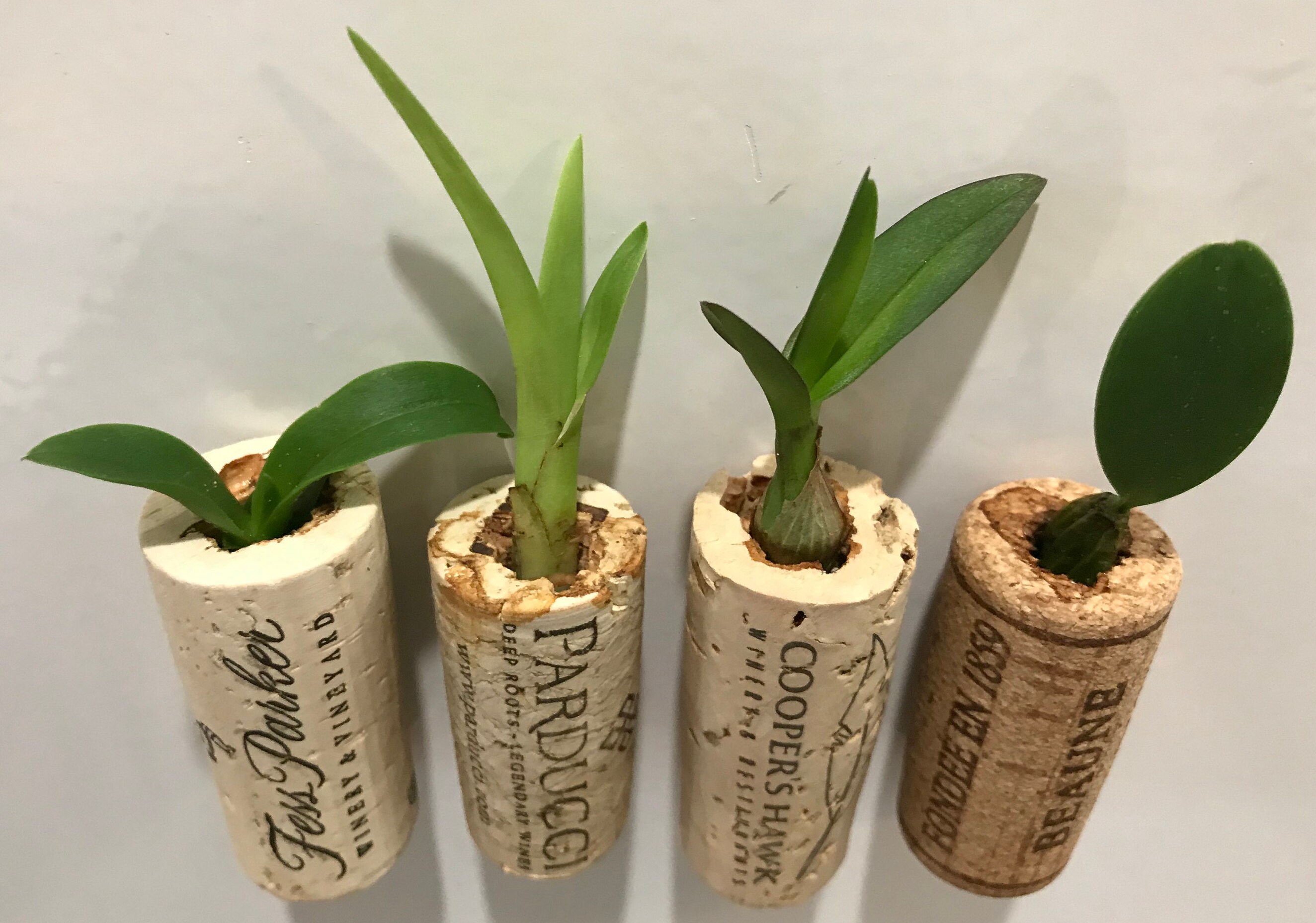 Assorted Orchid Wine Cork Live Plant GREAT GIFT Etsy