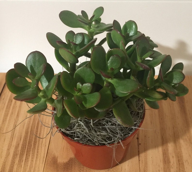 Live Jade Plant Crassula Ovuta 2, 4 and 6 Pots Available Lucky, Friendship, Money, Bonsai, Good Luck, Birthday, Gift image 1