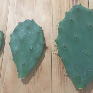 Prickly Pear Cactus CUTTING - Opuntia Humifusa - 1 Pc Cacti Pad - 4", 6", 8" Size Options