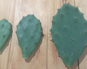 Prickly Pear Cactus CUTTING - Opuntia Humifusa - 1 Pc Cacti Pad - 4", 6", 8" Size Options