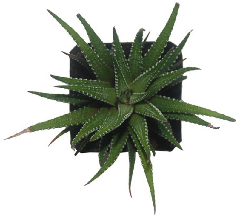 zebra aloe