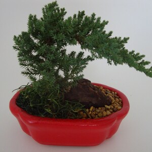 May include: A small bonsai tree with vibrant green foliage and a dark brown rock in a bright red, scalloped ceramic pot. The pot is filled with small, tan pebbles and green moss.