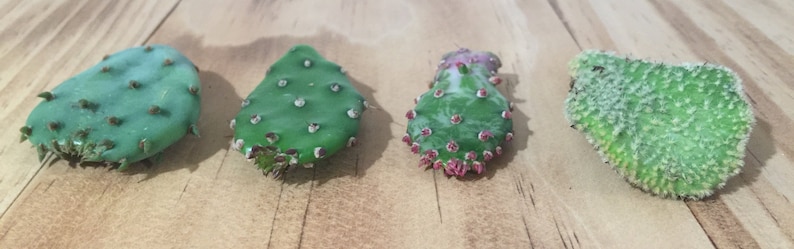 May include: Four different types of cactus plants with green, white, and pink colours. The cactus plants are on a wooden surface.