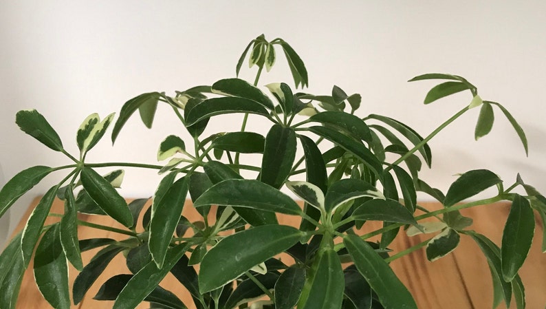 ItsBees Umbrella Plant - Thumbnail 2