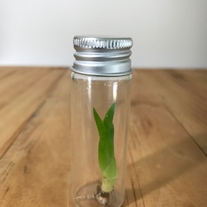 May include: A small glass jar with a silver lid containing a green plant with roots.