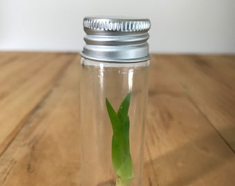 Minimalist Live Baby Orchid Seedling Terrarium - Assorted Live Plant in Glass - Cattleya, Dendrobium, Brassavola, Oncidium, Encyclia