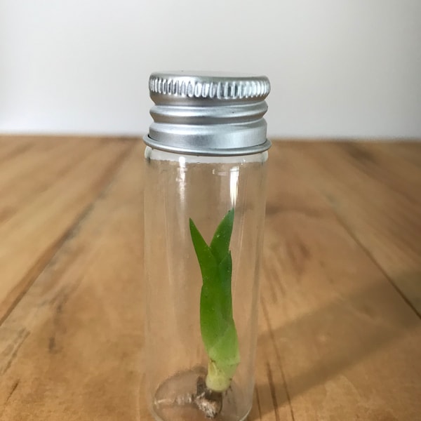 Minimalist Live Baby Orchid Seedling Terrarium - Assorted Live Plant in Glass - Cattleya, Dendrobium, Brassavola, Oncidium, Encyclia