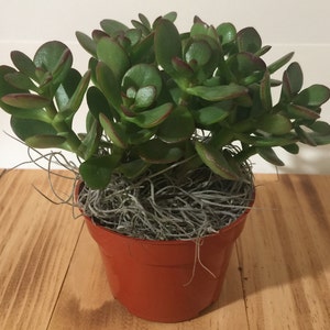 Live Jade Plant Crassula Ovuta 2, 4 and 6 Pots Available Lucky, Friendship, Money, Bonsai, Good Luck, Birthday, Gift image 3