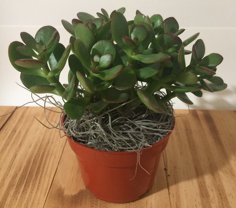 Live Jade Plant Crassula Ovuta 2, 4 and 6 Pots Available Lucky, Friendship, Money, Bonsai, Good Luck, Birthday, Gift image 3