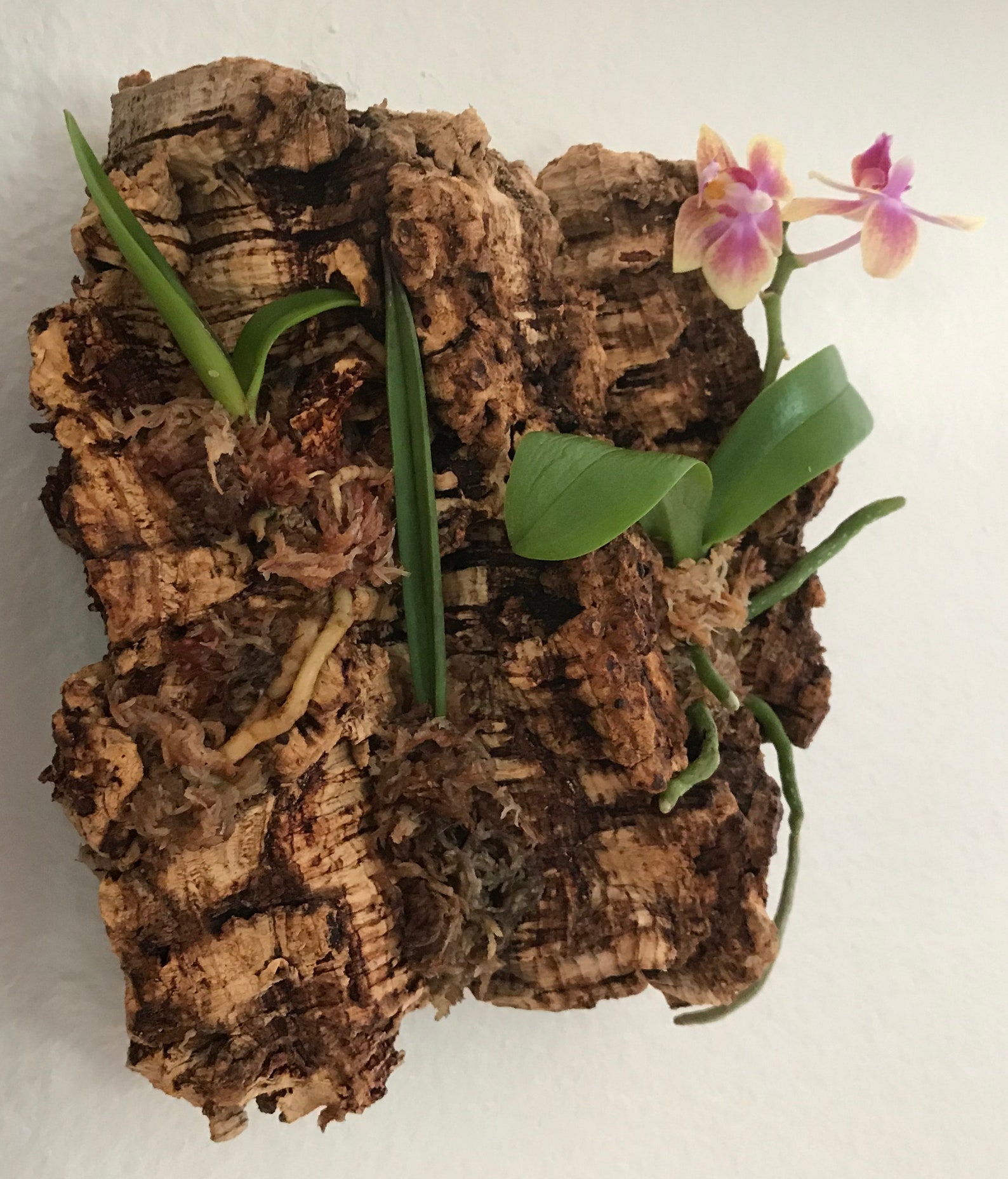 Mounted Bark Orchid Arrangement 3 Live Assorted Plants on Etsy
