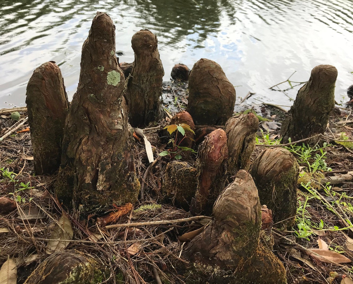Fresh Cut Cypress Knees Picked to Order Unprocessed Etsy