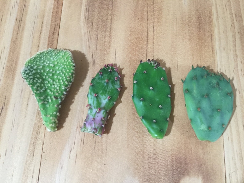 May include: Four green cactus pads with small spines, arranged in a row on a wooden surface.