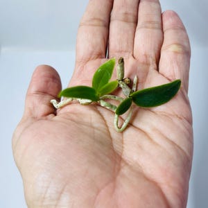 May include: A small orchid plant with vibrant green leaves and delicate white roots is held in a hand. The plant has two leaves and a small stem. The background is a plain white surface.
