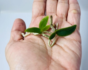 2 Assorted Baby Orchid Bare Root Live Plant Seedlings Surprise - Cattleya, Oncidium, Dendrobium, Tolumnia, Laelia, Brassavola, Hybrids, etc