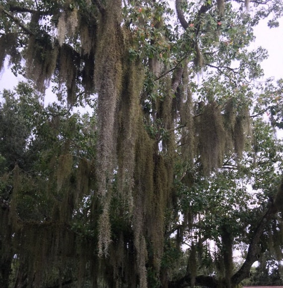  Spanish Moss for Potted Plants, 1 Gallon Bag