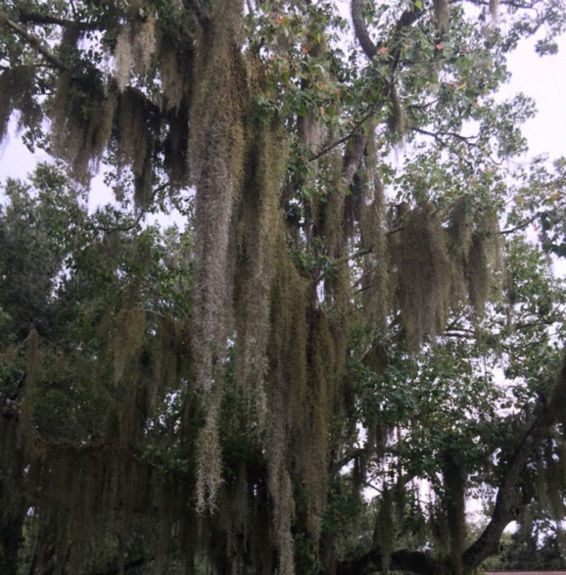 Fresh Live Spanish Moss 1 Gallon or Quart Bag Picked to Etsy