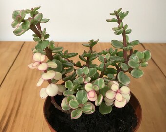 Live Variegated Elephant Rainbow Bush Plant - Portulaca Afra Perennial - 4" Pot and 6" Pot Available