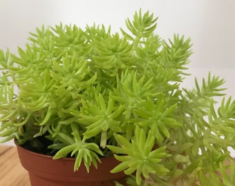 Live Gold Stonecrop - 4" Pot - Florida Friendly Sedum Rupustre - Crassulaceae Family - Perennial