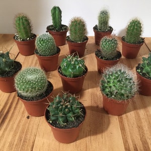 May include: A collection of 14 small potted cacti in various shapes and sizes. The cacti are all green and have different textures. The pots are all brown and are made of plastic.