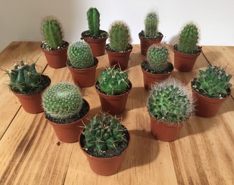 Assorted Cactus Plants - 2" Pot Live Cacti Plant Variety Mix - Wedding Guest Favors, Thank You Gift, Garden, Party