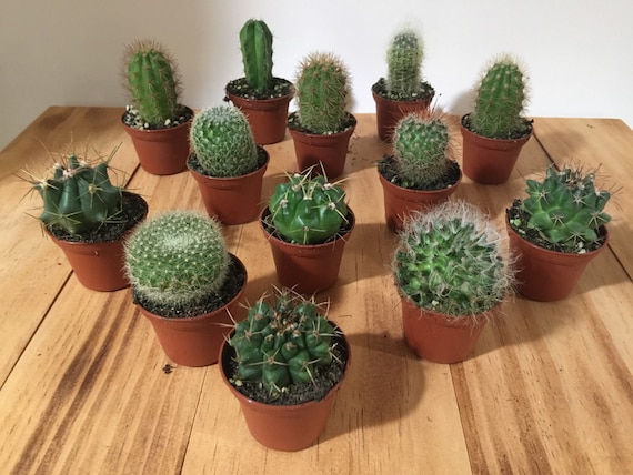 Assorted Cactus Plant - 2" Pot Live Cacti Plant Variety Mix - Wedding Guest  Favors, Thank You Gift, Garden, Party - Etsy