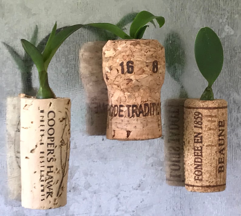 Assorted Orchid Wine Cork Live Plant GREAT GIFT Etsy