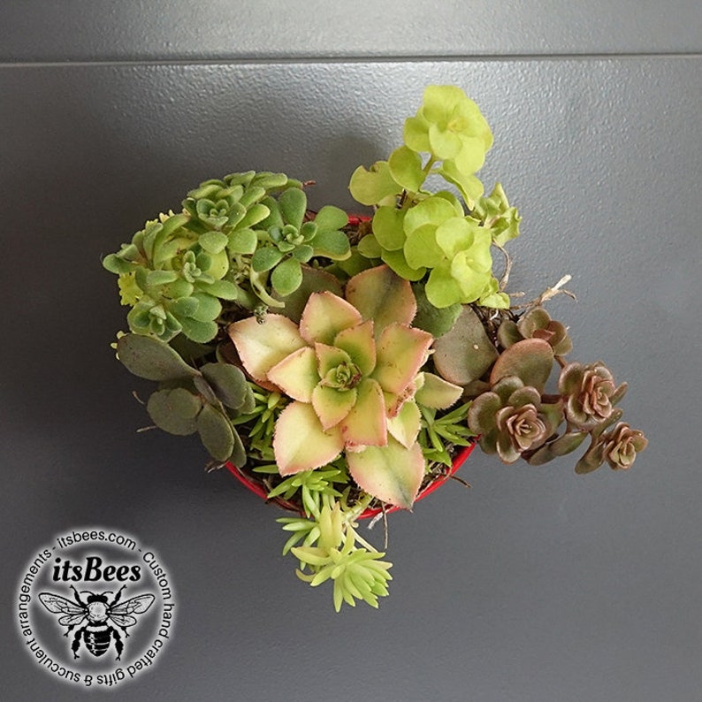 Mini Door Accent Magnet Live Plant Variety Mix Garden 2 Magnetic Decor Succulent, Haworthia, Cactus, Aloe, Sedum FREE SHIPPING image 7