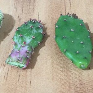 May include: Four prickly pear cactus pads, one with a white powdery coating, one with a green and pink mottled pattern, and two with a green and blue mottled pattern.