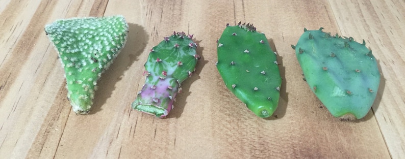 May include: Four prickly pear cactus pads, one with a white powdery coating, one with a green and pink mottled pattern, and two with a green and blue mottled pattern.