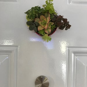 Mini Door Accent Magnet Live Plant Variety Mix Garden 2 Magnetic Decor Succulent, Haworthia, Cactus, Aloe, Sedum FREE SHIPPING image 2