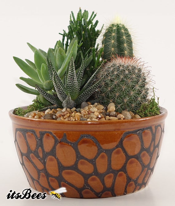 Kleine Kaktus Garten - 6" Erde Ton farbige Keramik-Container - perfekte  Tischeinstellung, Herzstck, Geschenk - kostenloser Versand - Etsy Schweiz
