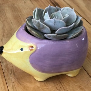 Succulent Hedgehog Ceramic Planter Pot - LIMITED QUANTITY - Live Echeveria Plant, Animal, Gift