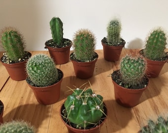 6 Piece Assorted Cactus Collection in 2" Nursery Pots - Live Cacti Plant Variety