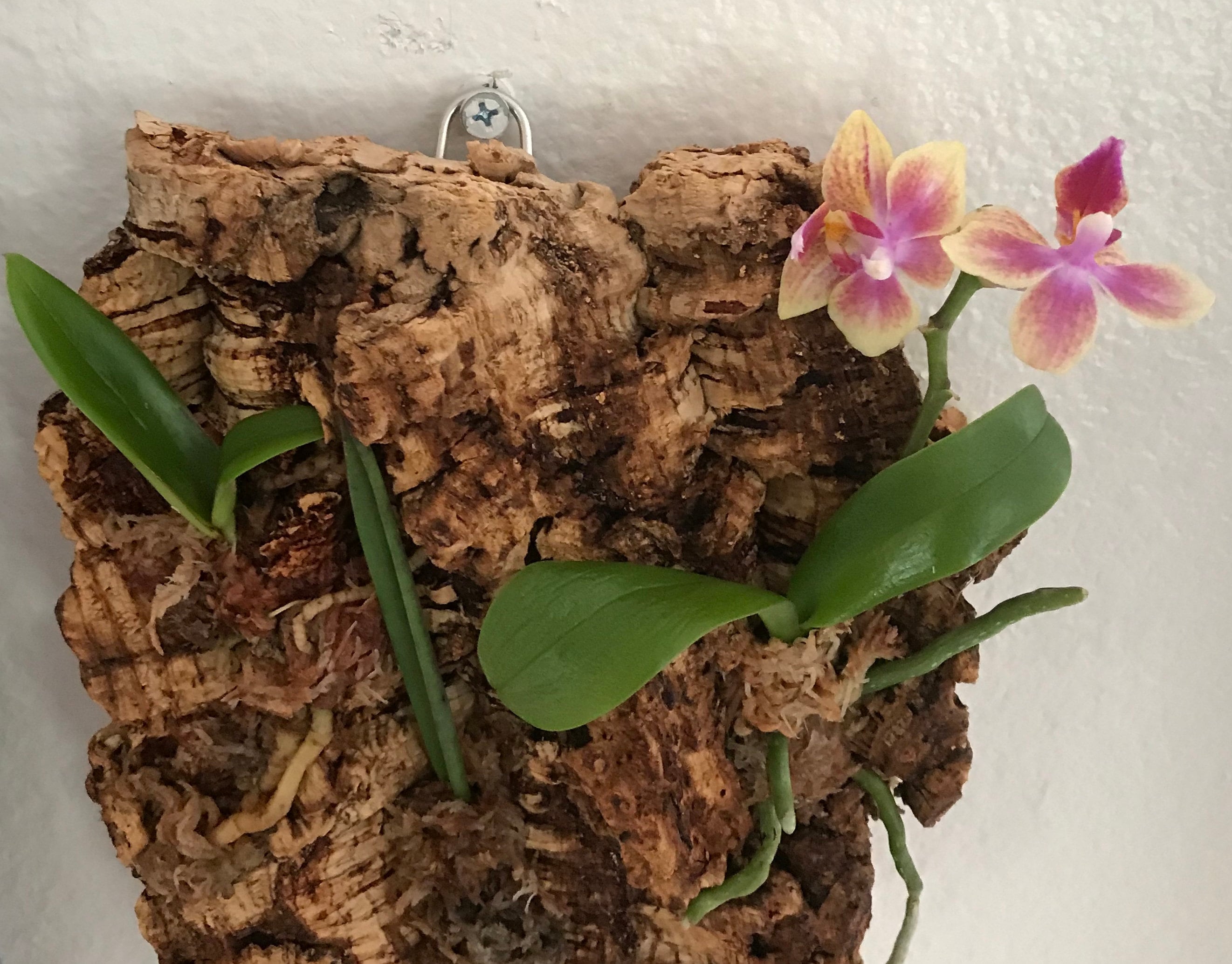 6 Piece Live Orchid Plants on 12